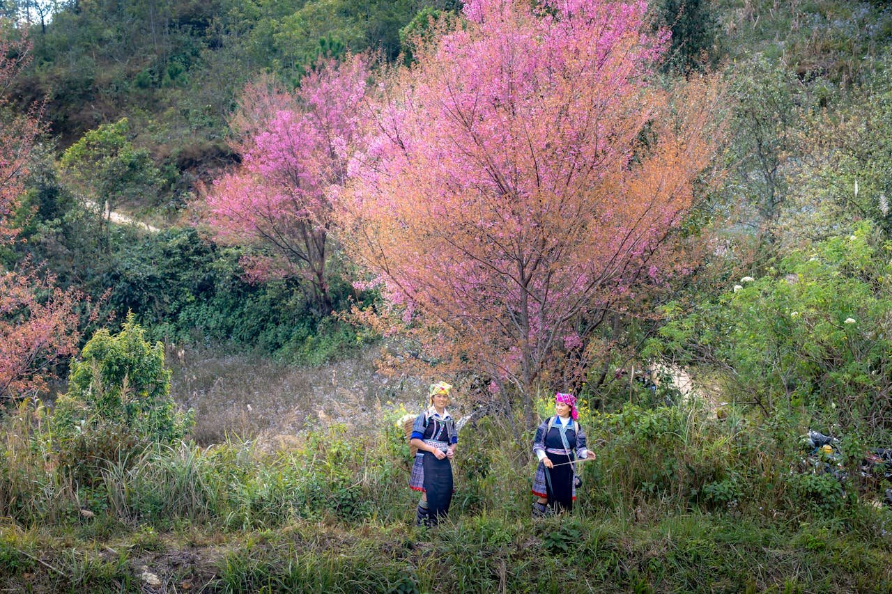 Two women in vibrant traditional attire stand amidst colorful cherry blossoms in a serene landscape.